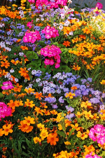 Красочный летний сад — стоковое фото