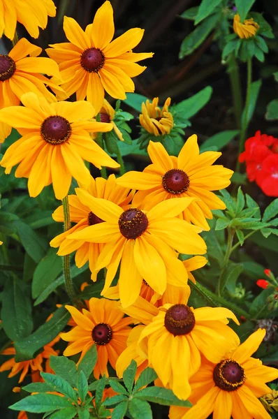 Żółty czarny oczach susan kwiaty — Zdjęcie stockowe