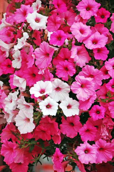 Różowe i białe petunias — Zdjęcie stockowe
