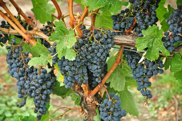 Purple grapes on vine — Stock Photo, Image