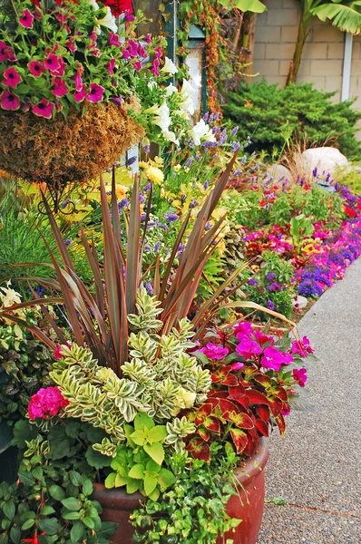 Kleurrijke zomertuin — Stockfoto
