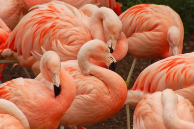 pembe flamingolar