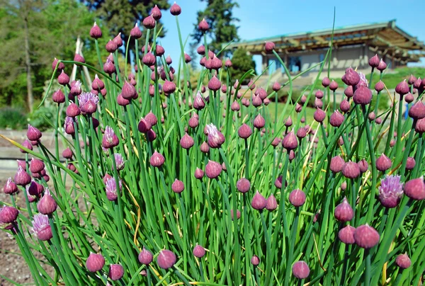 Tuin vol bloemen bieslook — Stockfoto