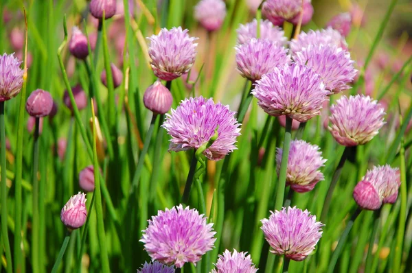 Flores de cebollino púrpura — Foto de Stock