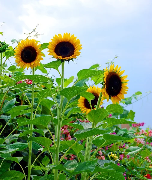 Sunflowers in full bloom — Stock Photo, Image