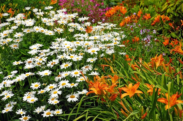 Daisies and lilies — Stock Photo, Image