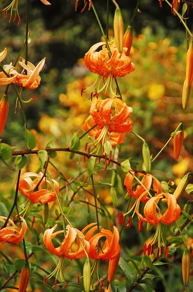 Orange tiger lily blommor — ストック写真