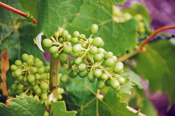 Grappoli di uva verde — Foto Stock