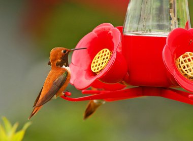 Little brown hummingbird clipart