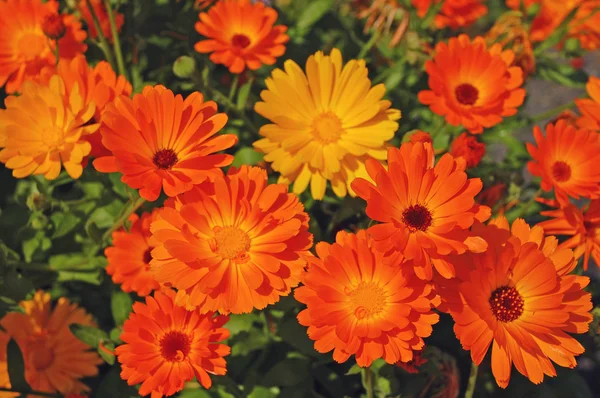 stock image Orange gerber flowers