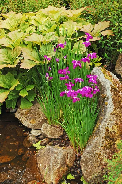 Jardín de iris púrpura — Foto de Stock