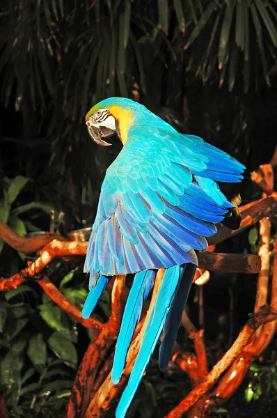 Kék afrikai papagáj — Stock Fotó