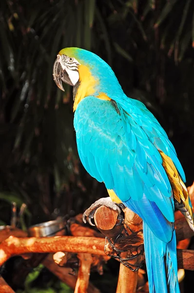 Μπλε αφρικανικός παπαγάλος — Φωτογραφία Αρχείου