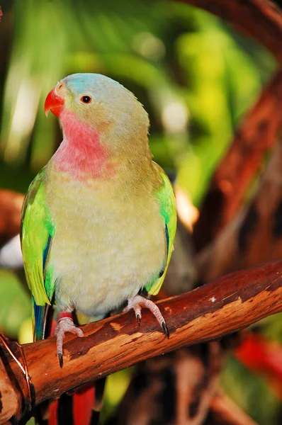Princezna papoušek — Stock fotografie