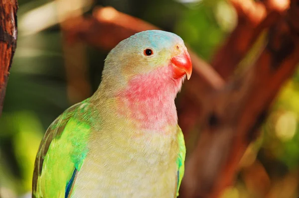 Színes hercegnő papagáj — Stock Fotó