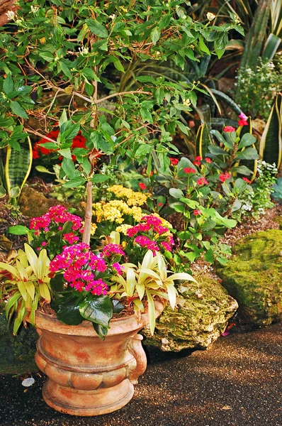 Patio jardín en flor —  Fotos de Stock
