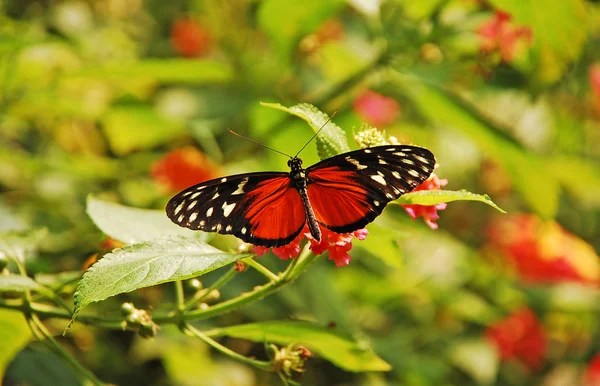 Laranja e borboleta preta — Fotografia de Stock