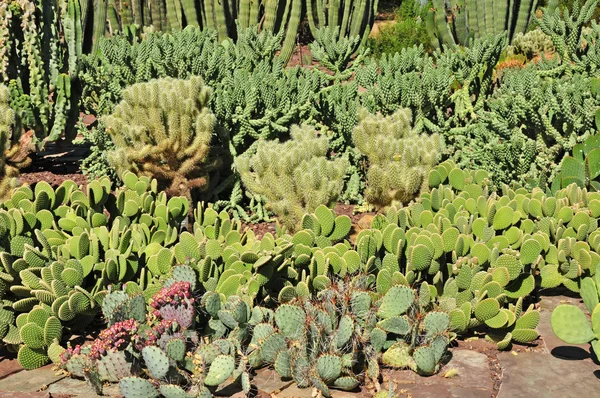 Cactus garden in desert — Stock Photo, Image
