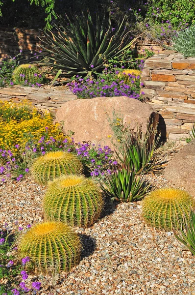 Desert botanical garden — Stock Photo, Image