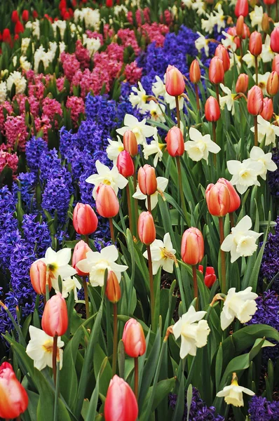 Цветной весенний сад — стоковое фото