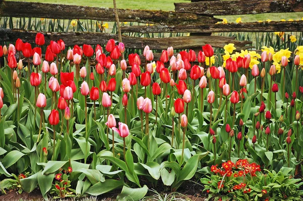 Bellissimo giardino di tulipani — Foto Stock
