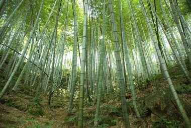 Bambu ormanı