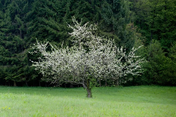 Samotny drzewo na wiosnę — Zdjęcie stockowe