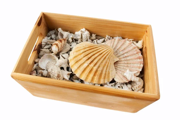 Seashells em caixa de madeira — Fotografia de Stock