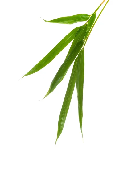 Zen Bamboo Foliage Isolated White Background — Stock Photo, Image