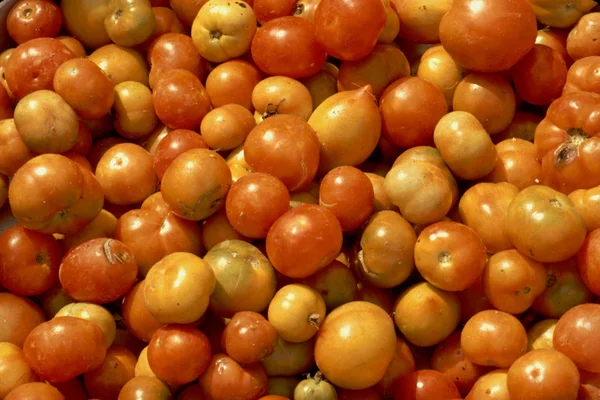 stock image Heap of Tomatoes