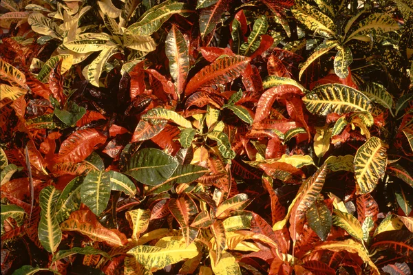 Warna-warni / penuh warna Crotons — Stok Foto