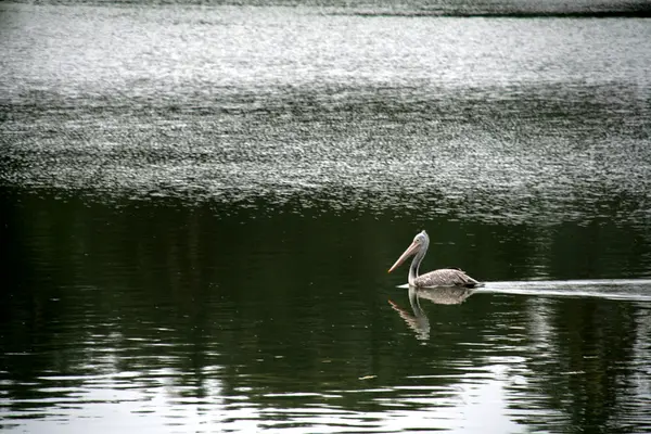 Swimming Swan — Stock Photo, Image