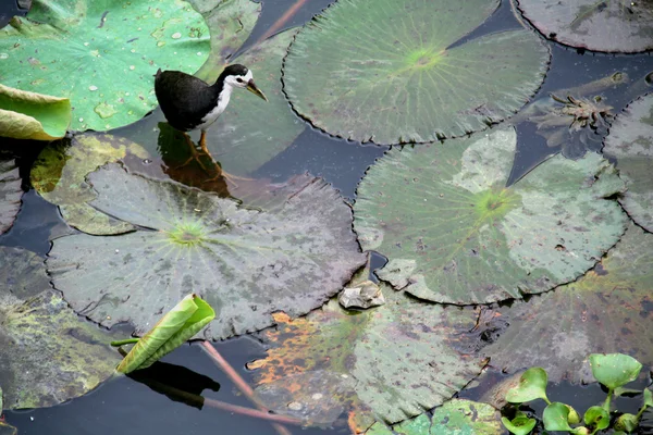 Птица на плавающих листьях — стоковое фото