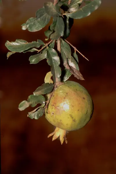 Visící granátové jablko ovoce — Stock fotografie