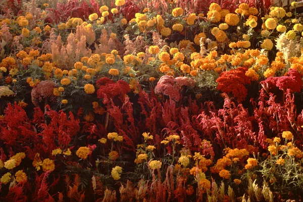 Letto di fiori — Foto Stock