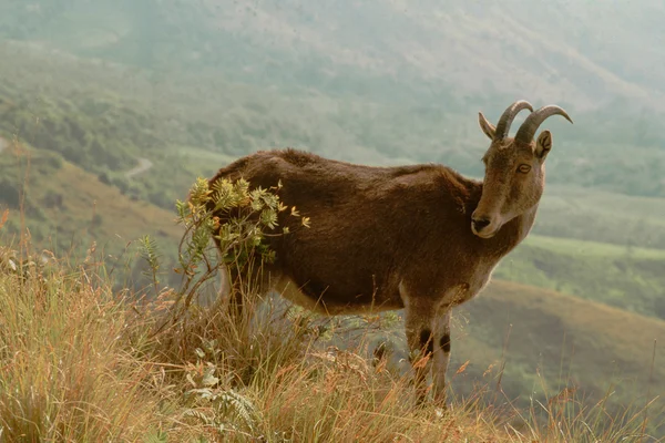 stock image Nilgiri Tahr looking back