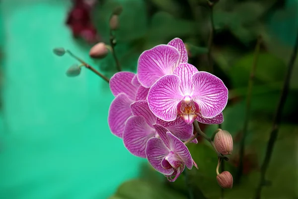 stock image Attractive Orchid