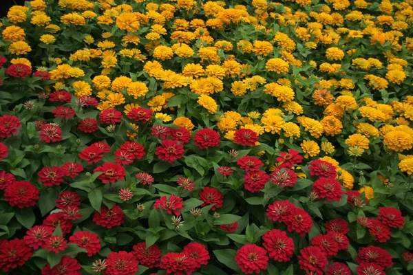Beet Mit Roten Und Gelben Blumen Einer Blumenschau — Stockfoto