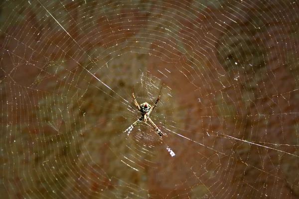 stock image Finely wovern spider web at home garden