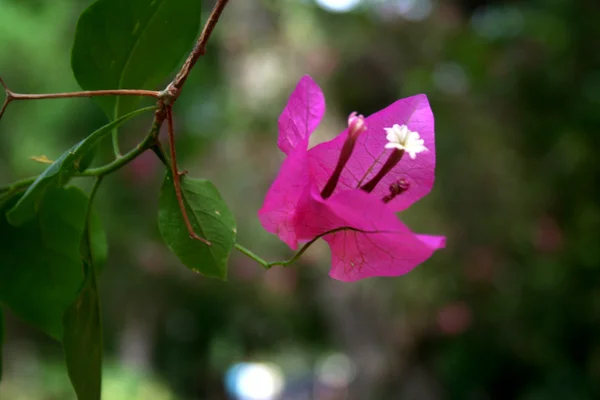 Růžový Bougainvillea Malé Bílé Květiny Poupata — Stock fotografie