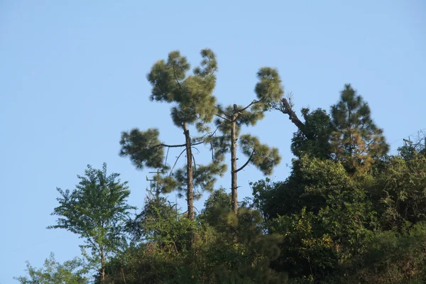 Mavi Gökyüzü Karşı Koyu Yeşil Ağaçlar Temizleyin — Stok fotoğraf