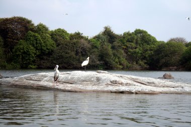 Nehir ortasında kayada tıraşlama spoonbills