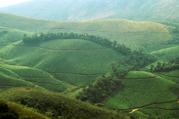 Jardín de té montañoso —  Fotos de Stock