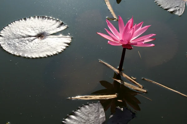 Цветок лотоса с плавающими листьями — стоковое фото