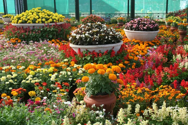 Güzel Düzenlenmiş Renkli Renkli Çiçek Göster — Stok fotoğraf