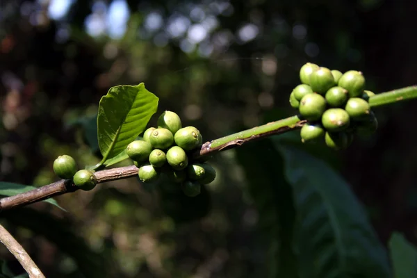 Bund Rohe Grüne Unreife Kaffeebohnen — Stockfoto