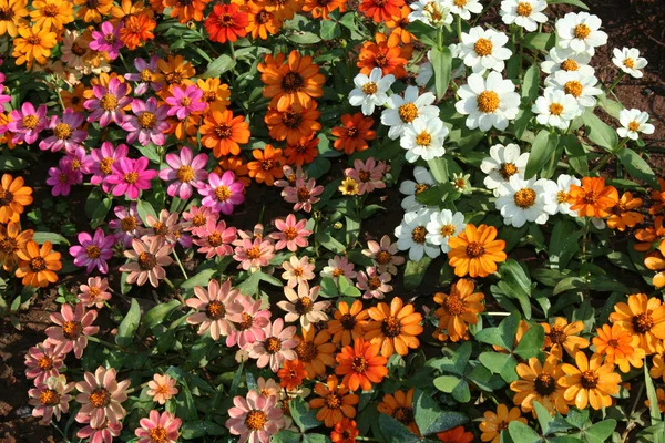 Cama de flores — Foto de Stock