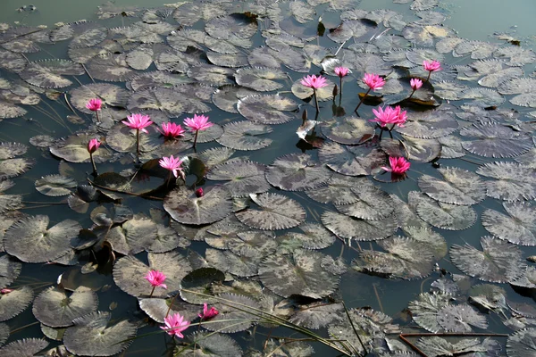 池塘与粉红荷花和浮叶 — 图库照片