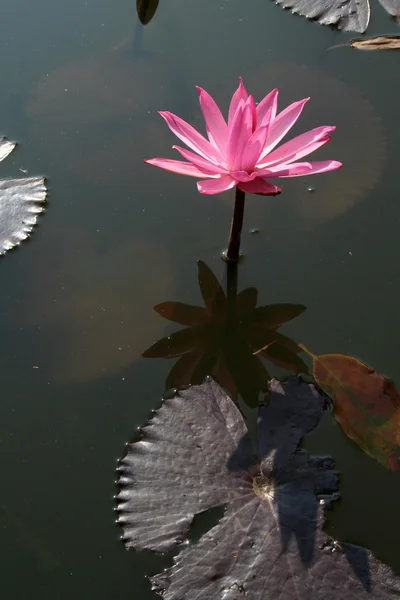Lotus Λιμνούλα Lal Bagh Βαγκαλόρη — Φωτογραφία Αρχείου