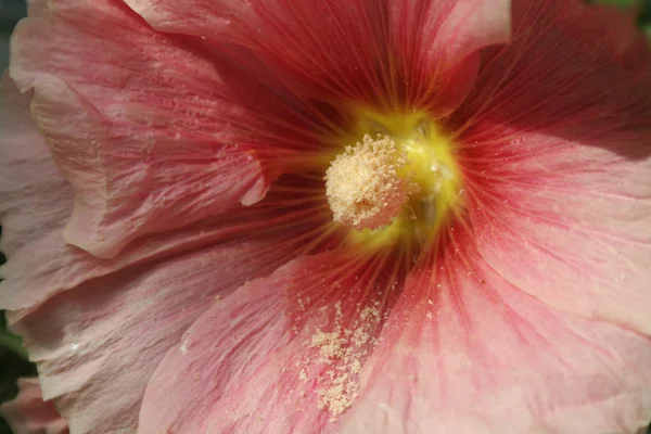 Witte Stuifmeel Stof Gevallen Petal Van Roze Hibiscus — Stockfoto